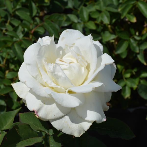 Rose Hybrid Tea Jonh F Kennedy - 3C