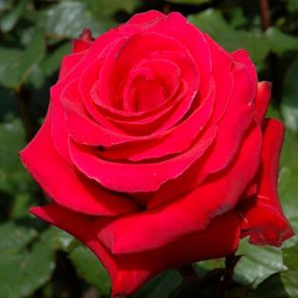 Rose Hybrid Tea Let Freedom Ring - 3C