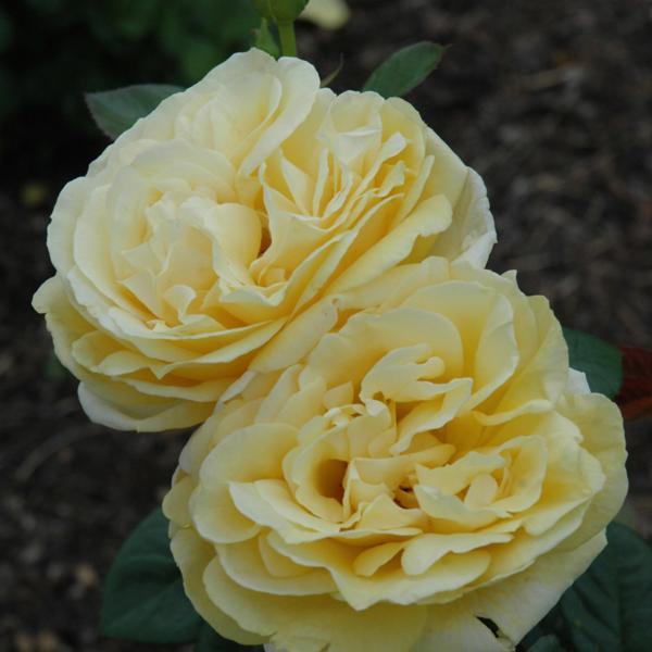 Rose Hybrid Tea Michelangelo Romantica - 3C