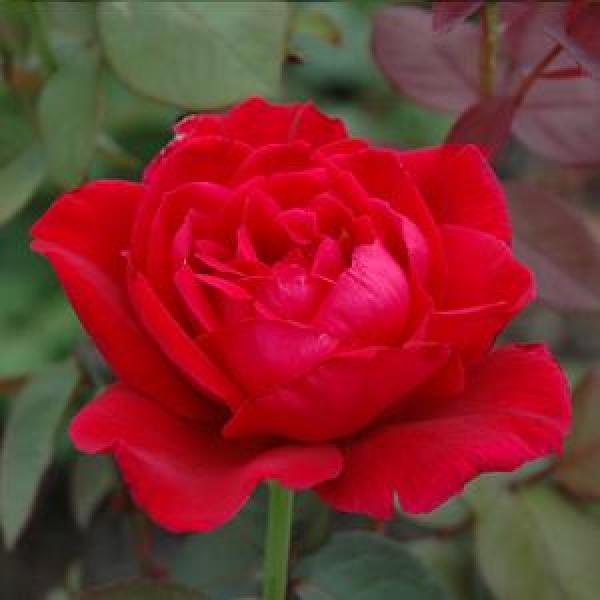 Rose Hybrid Tea Mister Lincoln  - 3C