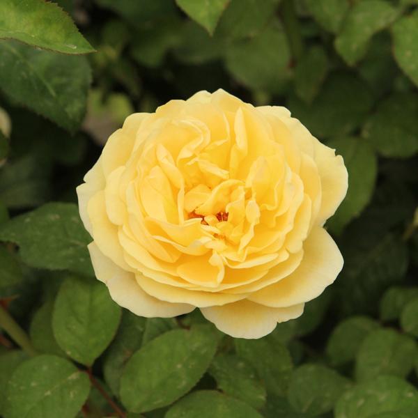 Rose Hybrid Tea Moonlight Romantica - 3C