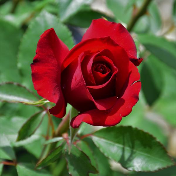 Rose Hybrid Tea Opening Night - 3C