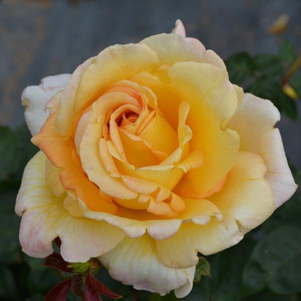 Rose Hybrid Tea Oregold - 3C