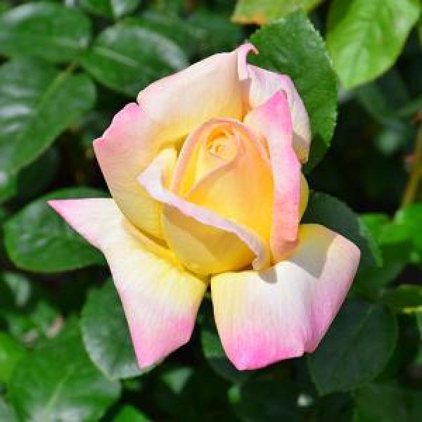 Rose Hybrid Tea Peace  - 3C