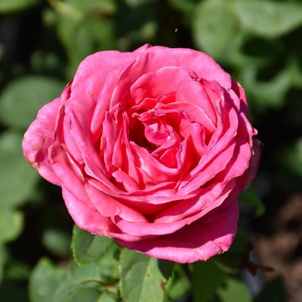 Rose Hybrid Tea Perfume Delight - 3C
