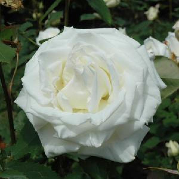 Rose Hybrid Tea Pope John Paul II - 3C