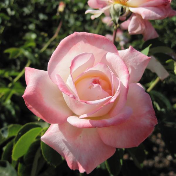 Rose Hybrid Tea Secret - 3C