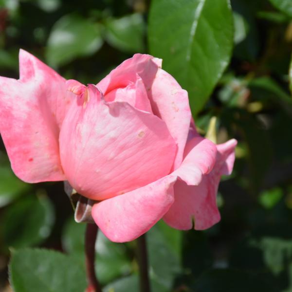 Rose Hybrid Tea Sweet Mademoiselle - 3C