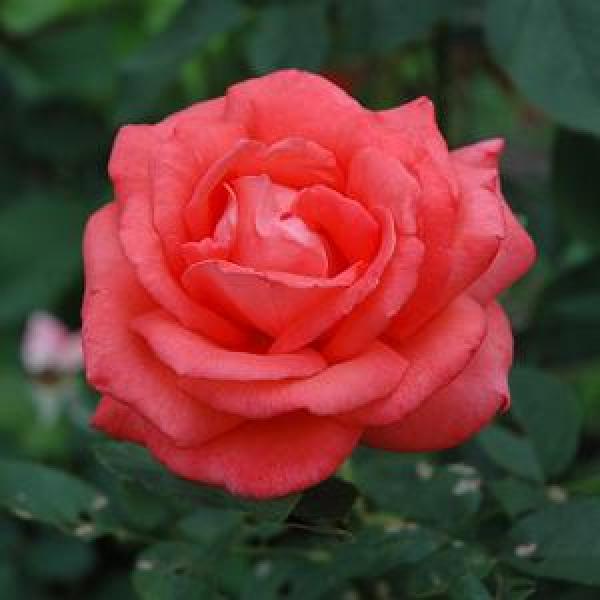 Rose Hybrid Tea Tropicana - 3C