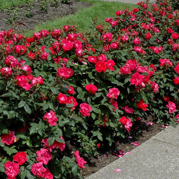 Rose Knock Out Petite - 2C