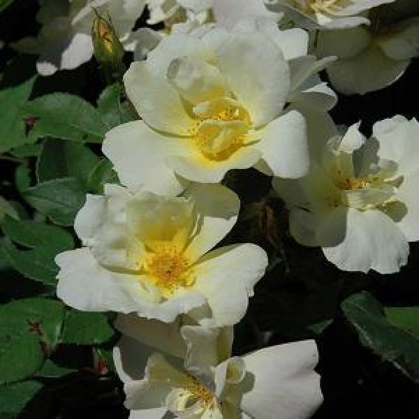 Rose Knock Out Sunny - 3C