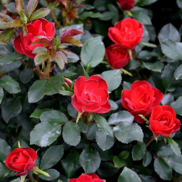 Rose Patio Tree Petite Knock Out - 3C