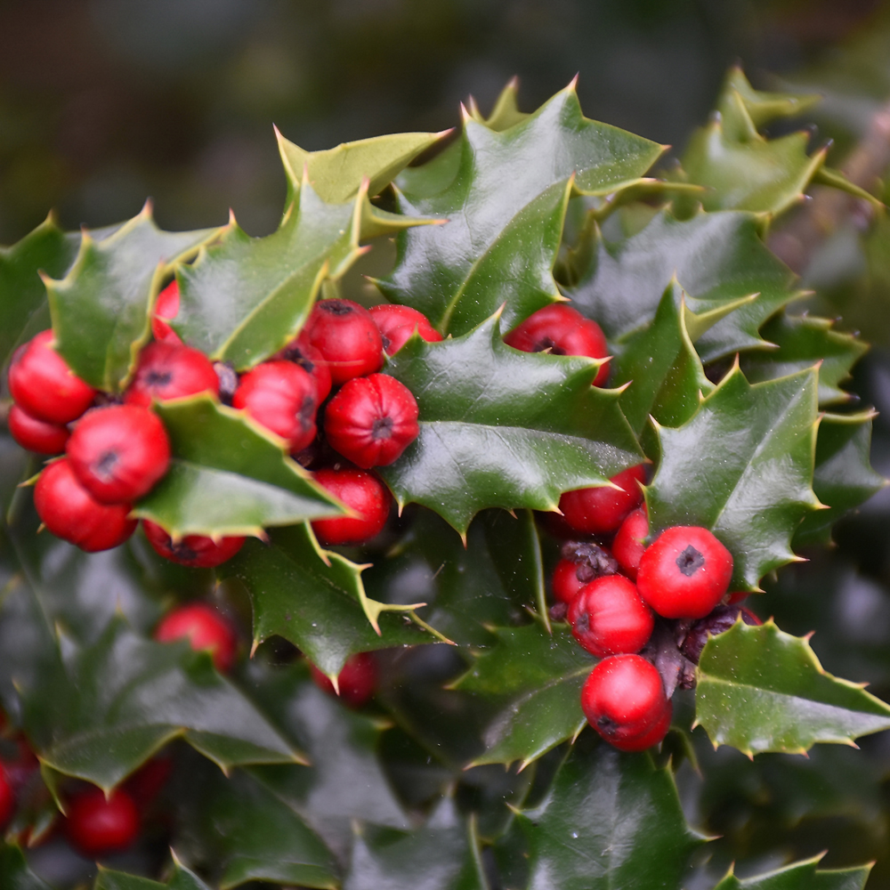 Holly Red Beauty - 3C