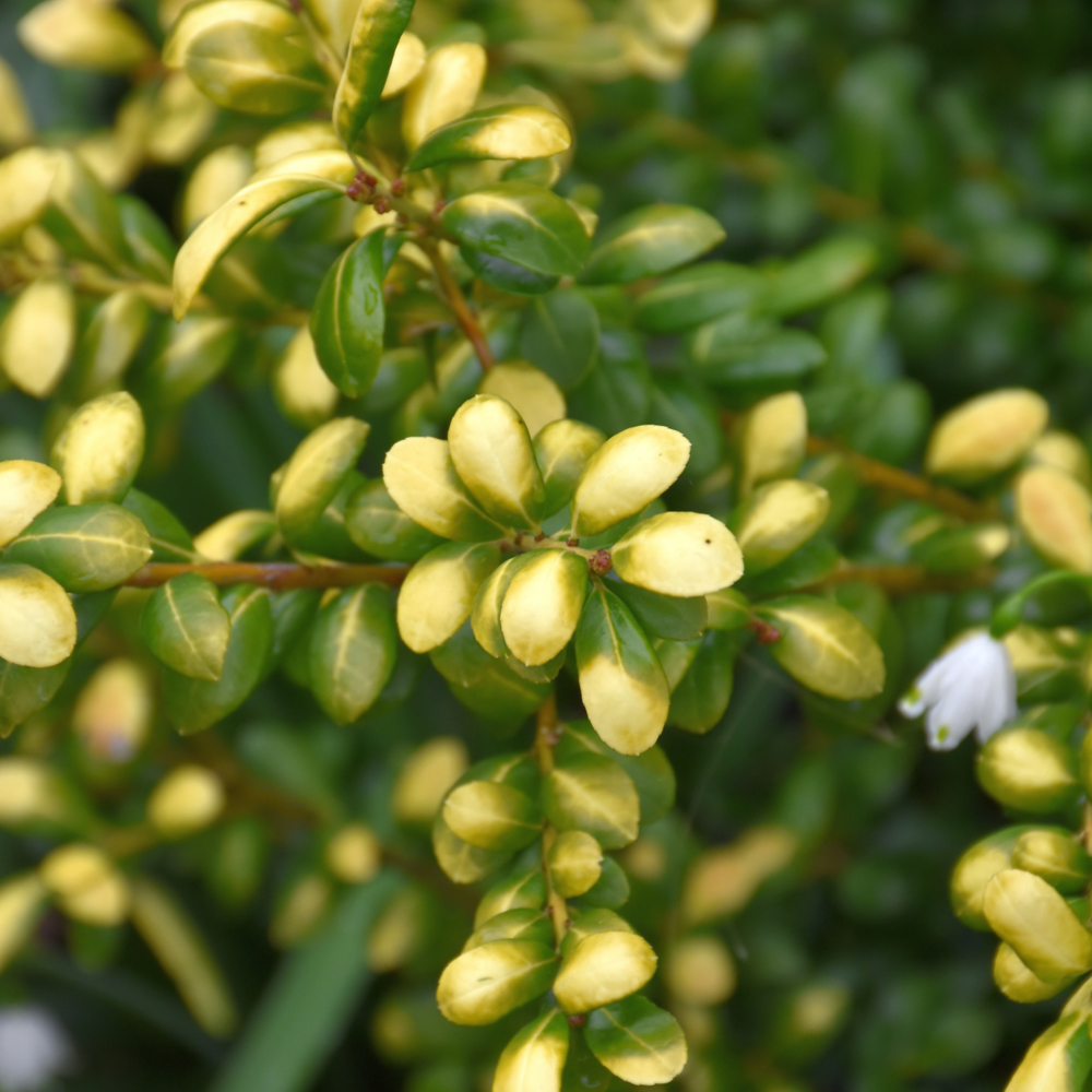 Holly Drops of Gold - 3C