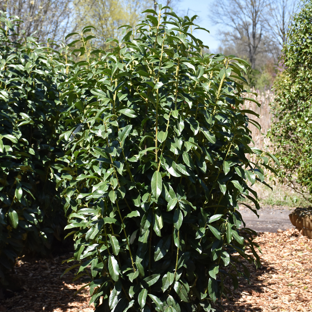 Skinny Skip Cherry Laurel - 10C