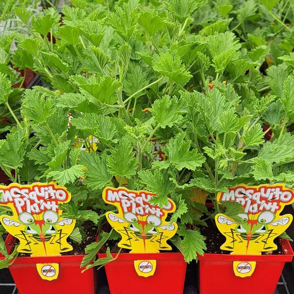 Citronella Mosquito Plant - 4.5in