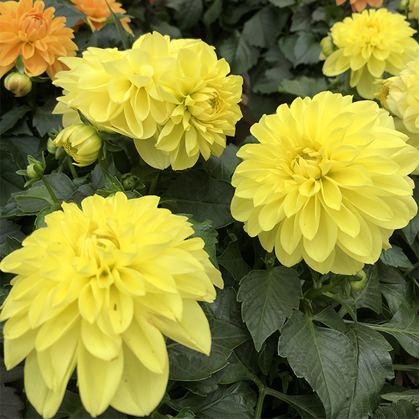 Dahlia