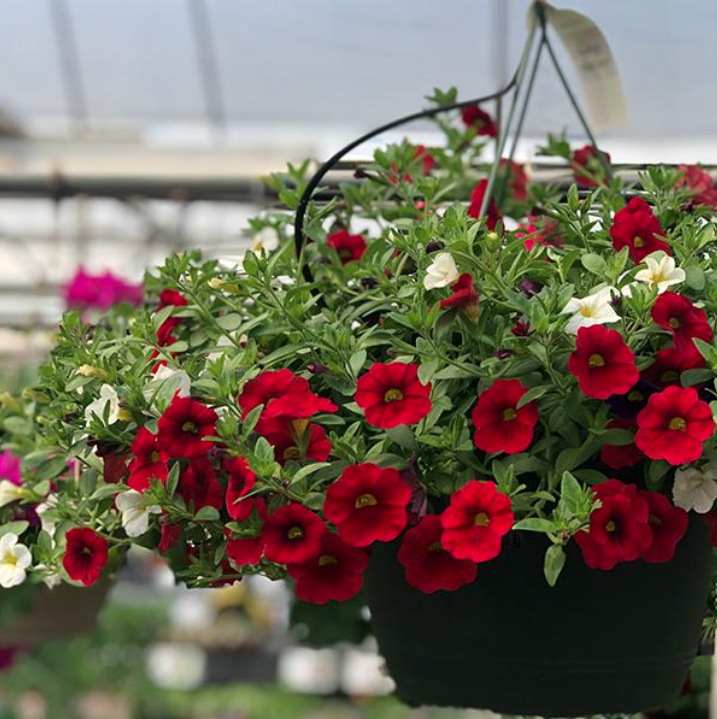 Hanging Baskets