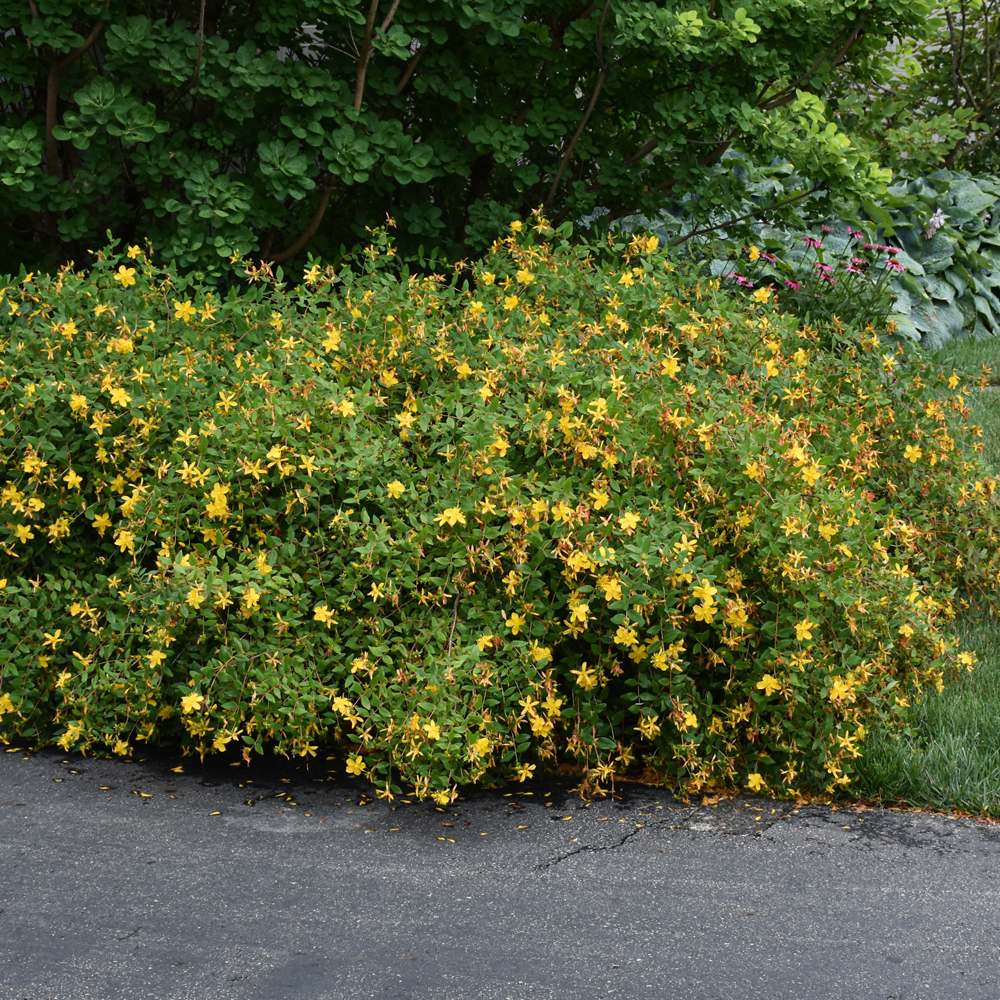 More Flowering Shrubs