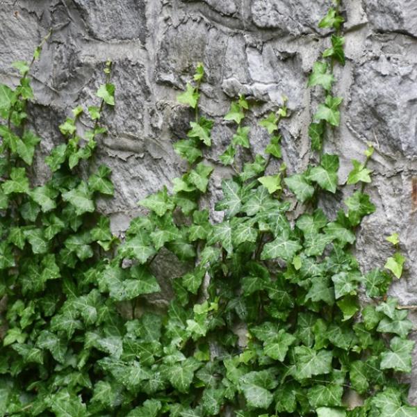 English Ivy
