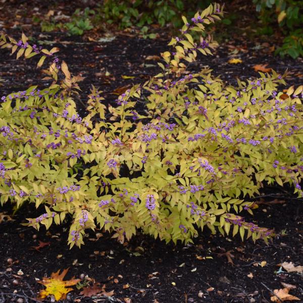 Beautyberry Early Amethyst - 3C