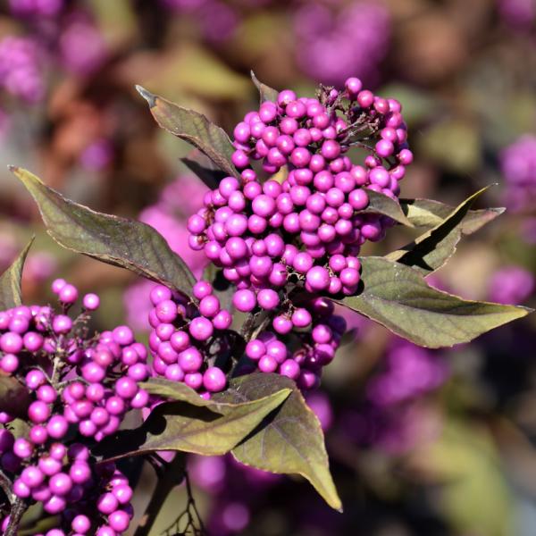 Beautyberry Pearl Glam - 3C