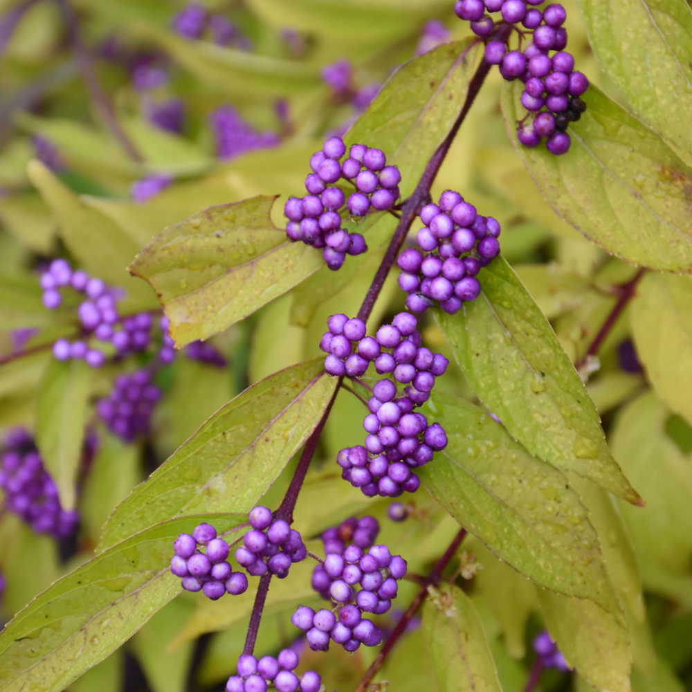 Beautyberry Early Amethyst - 3C