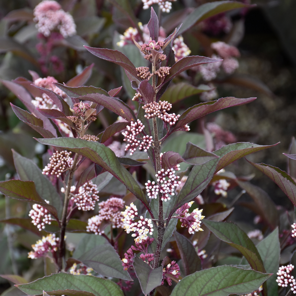 Beautyberry Pearl Glam - 3C