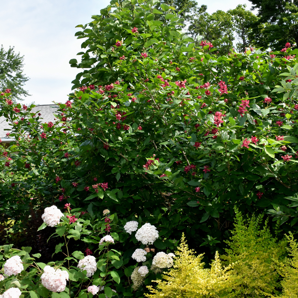 Sweetshrub Aphrodite - 3C
