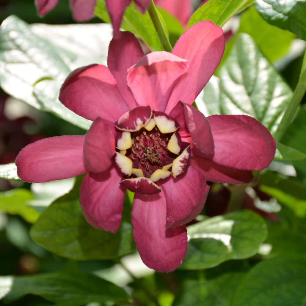 Sweetshrub Aphrodite - 4C