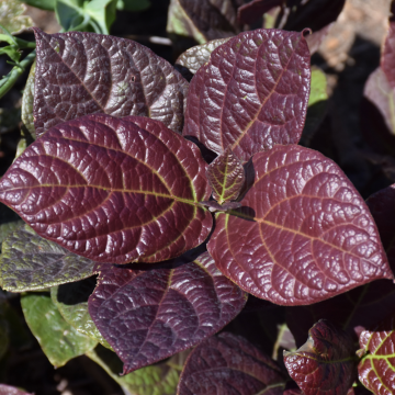 Sweetshrub Burgundy Spice - 3C