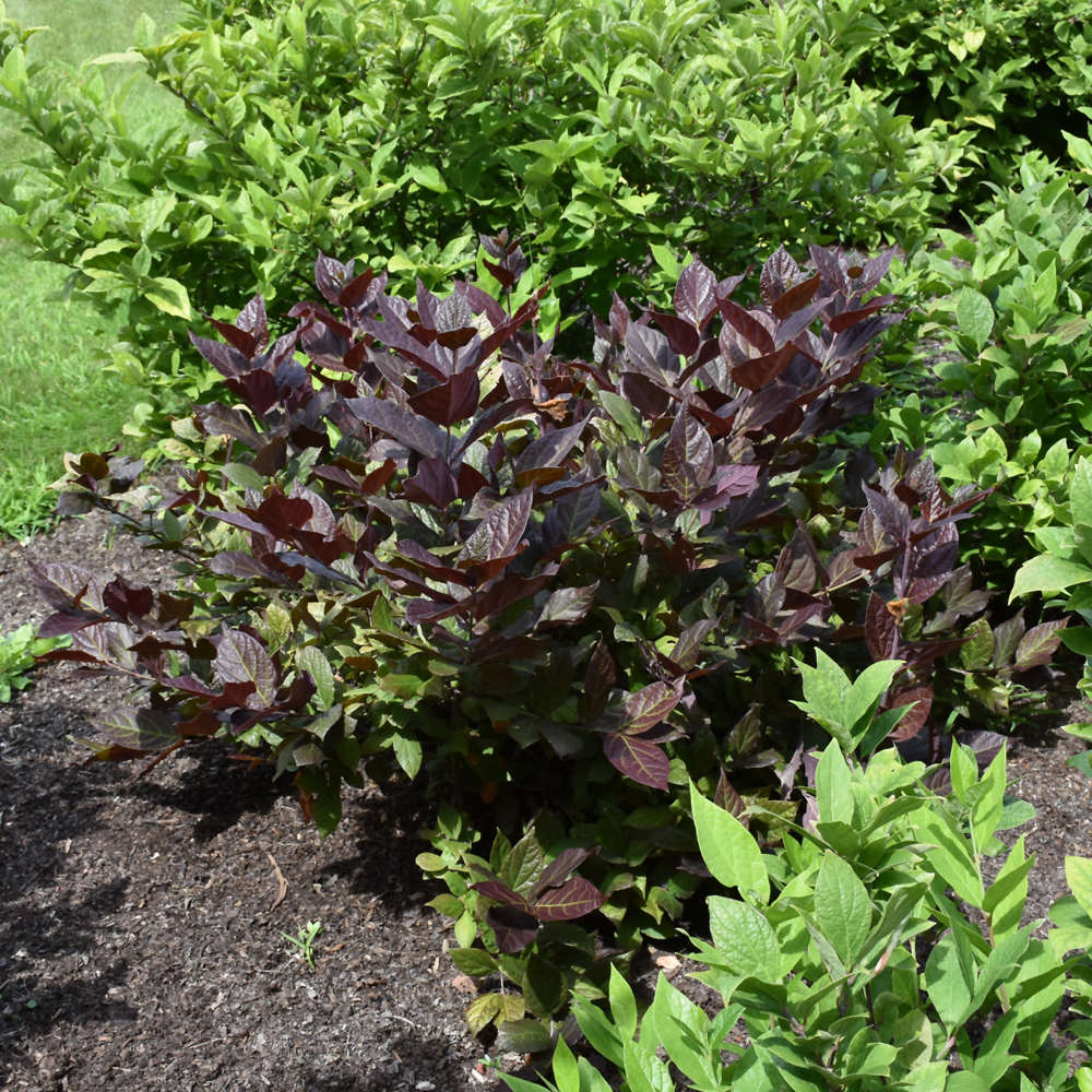 Sweetshrub Burgundy Spice - 3C