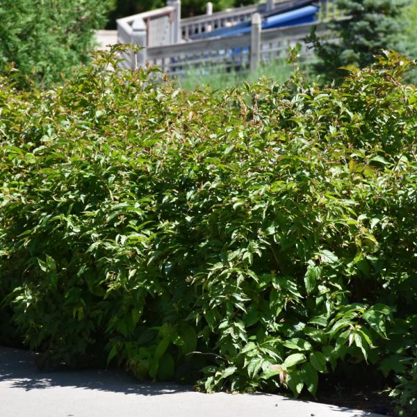 Bush Honeysuckle Copper - 2C