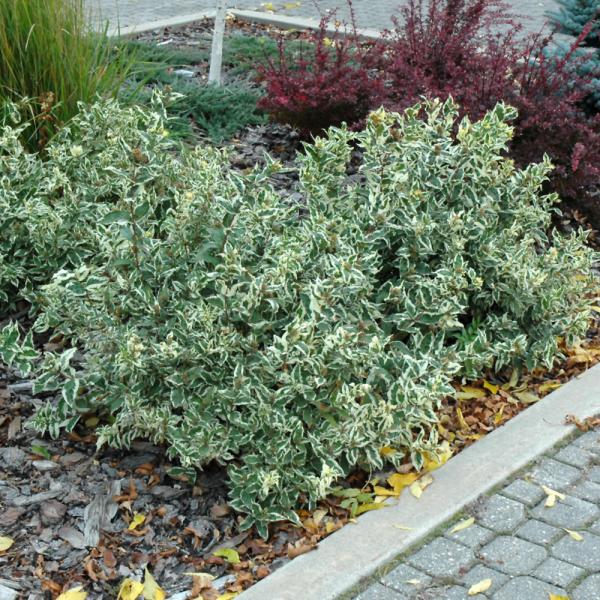 Bush Honeysuckle Cool Splash - 3C