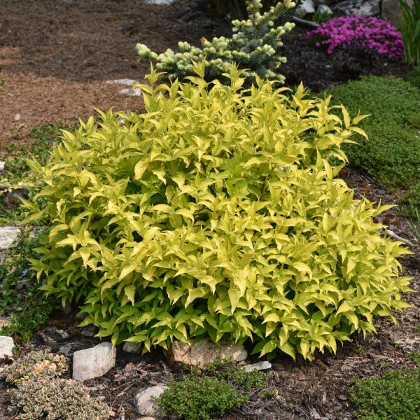 Bush Honeysuckle Honeybee - 3C