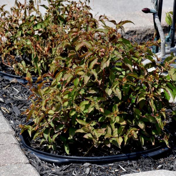 Bush Honeysuckle Nightglow - 3C