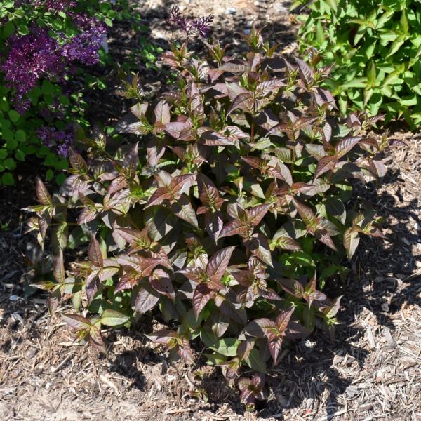 Bush Honeysuckle Kodiak Black - 3C