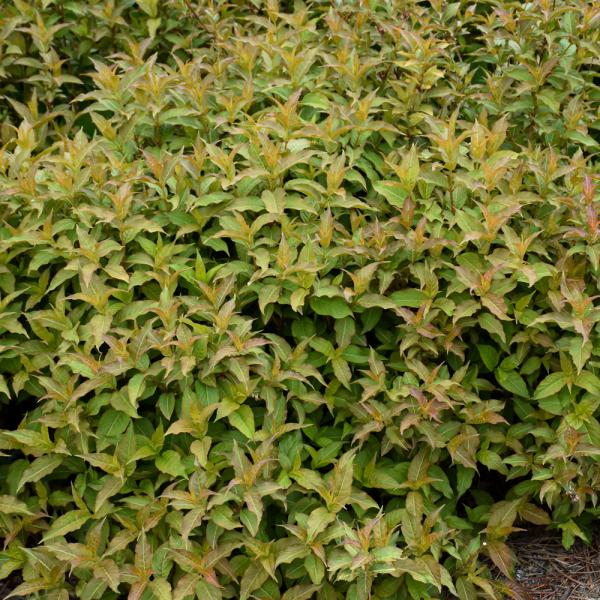 Bush Honeysuckle Kodiak Orange - 3C