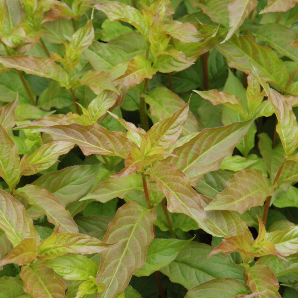 Bush Honeysuckle Copper - 2C