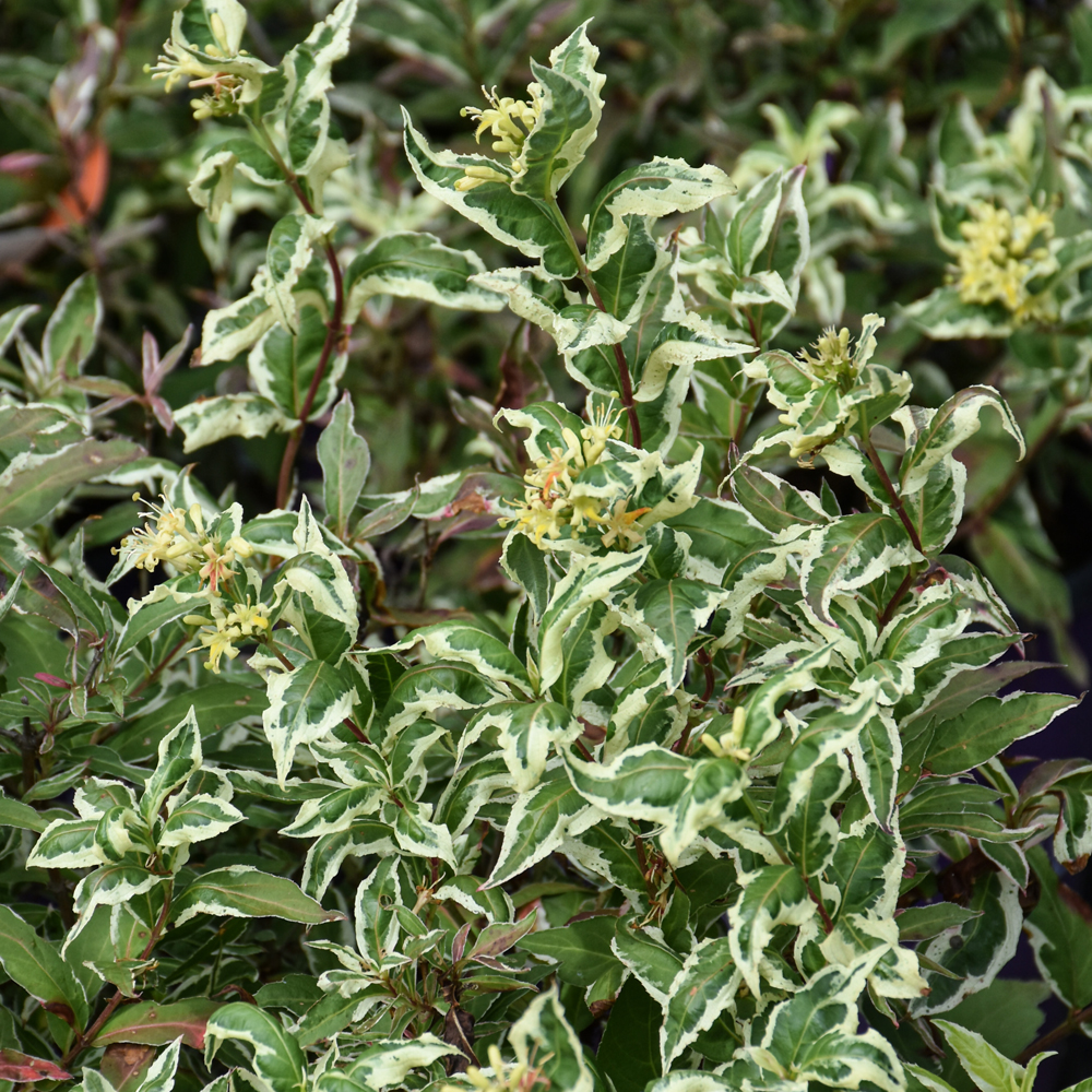 Bush Honeysuckle Cool Splash - 3C