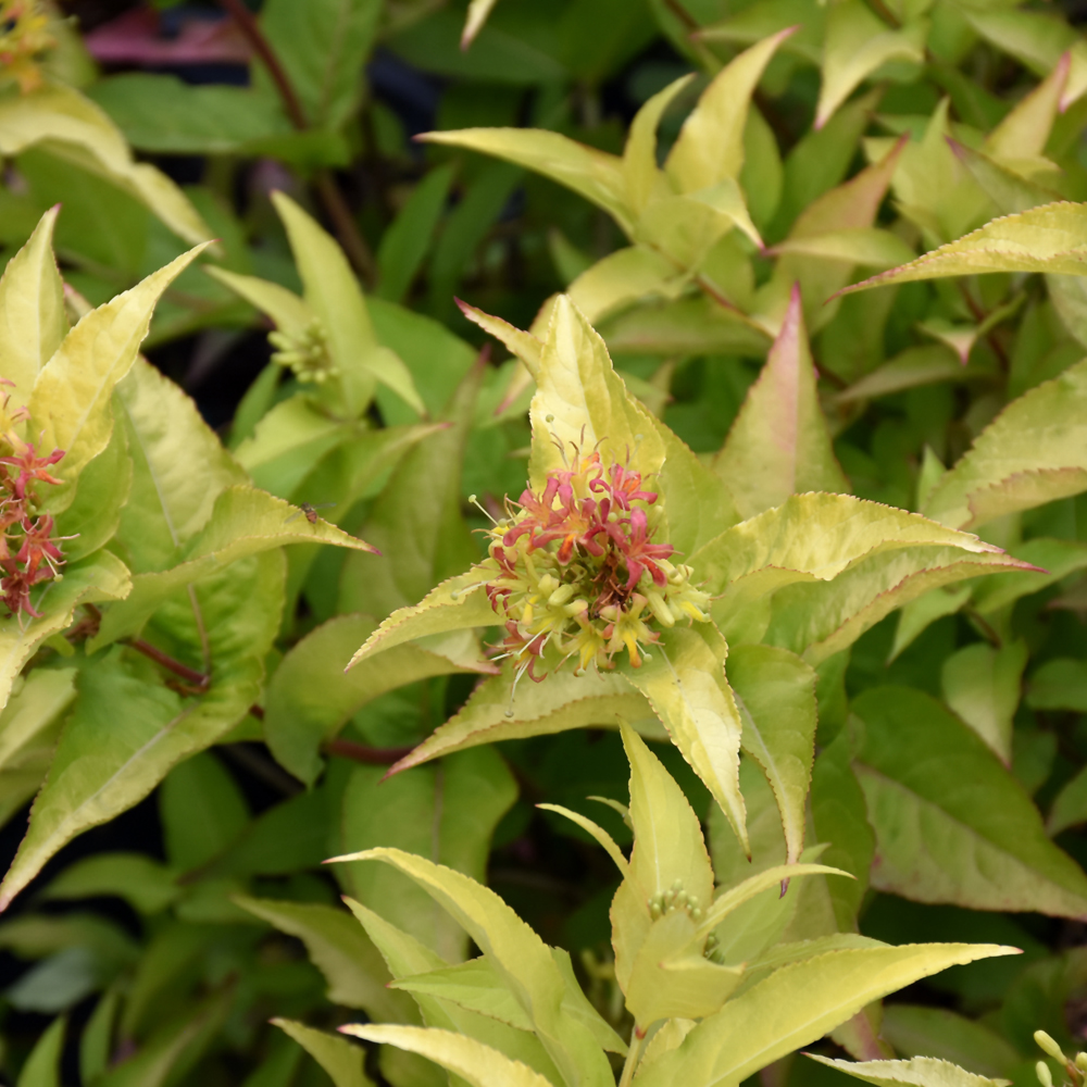 Bush Honeysuckle Honeybee - 3C