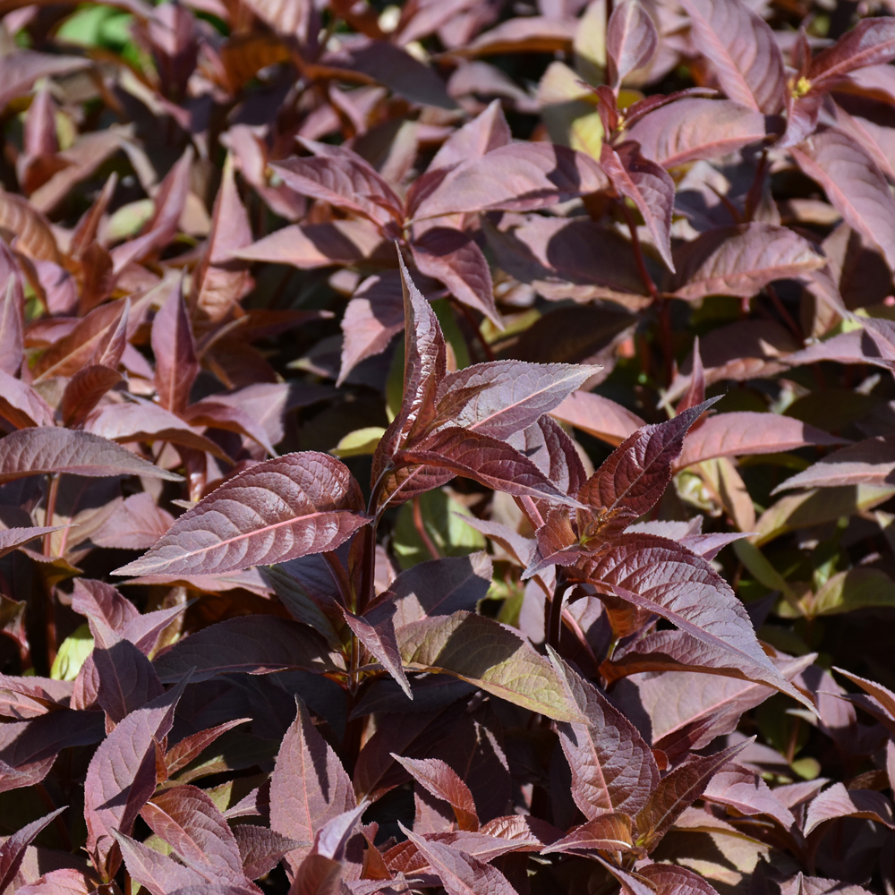 Bush Honeysuckle Nightglow - 3C