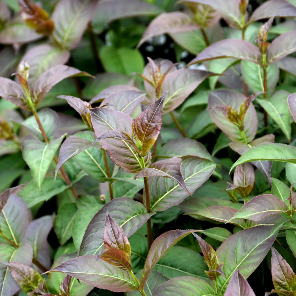 Bush Honeysuckle Kodiak Black - 3C