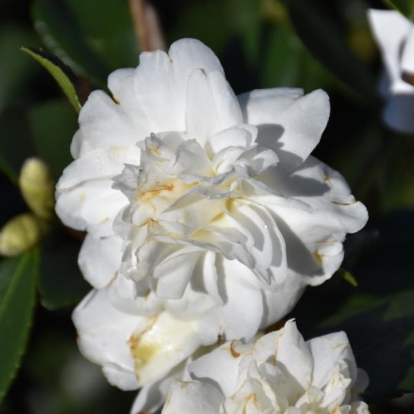Camellia Winter Snowman - 3C