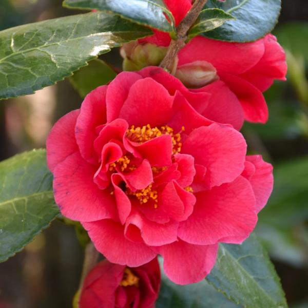Camellia Turandot - 3C