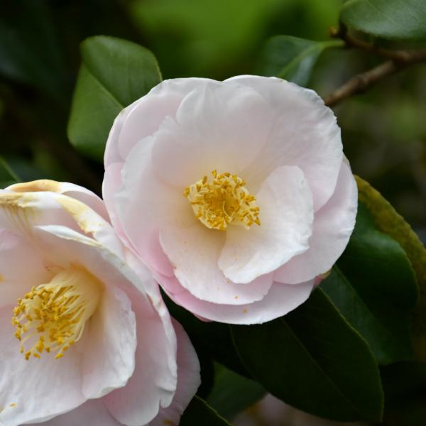 Camellia April Blush - 3C