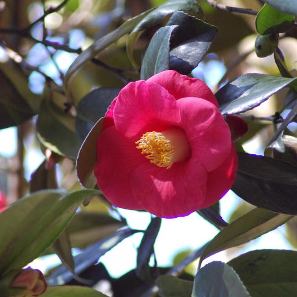 Camellia Greensboro Red - 3C
