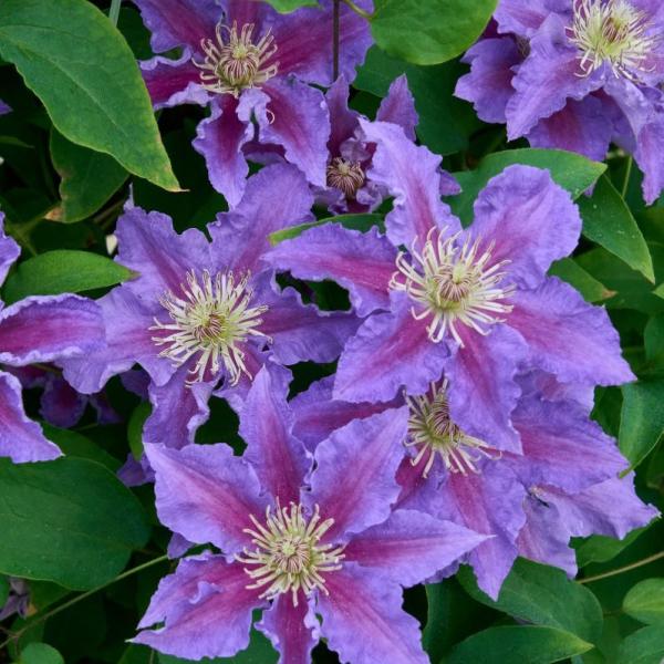 Vine Clematis Baroness Fookes - 2C