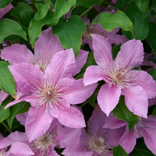 Vine Clematis Bridgewater - 2C
