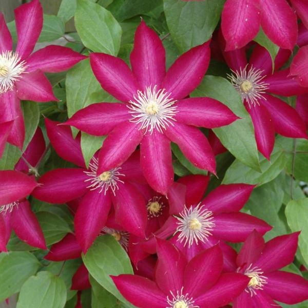 Vine Clematis Bourbon - 2C